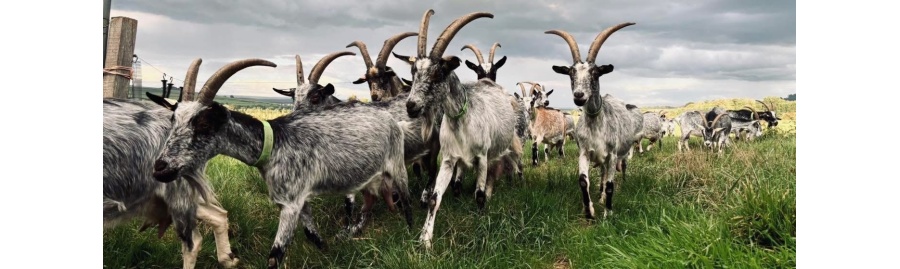 Savon au Lait de Chèvre Artisanal des Ardennes | Whenua